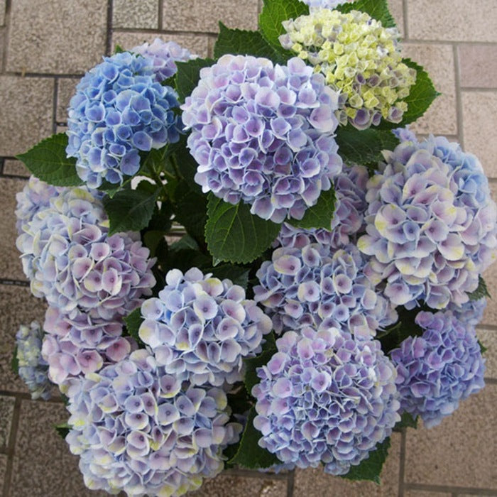 Hydrangea seeds