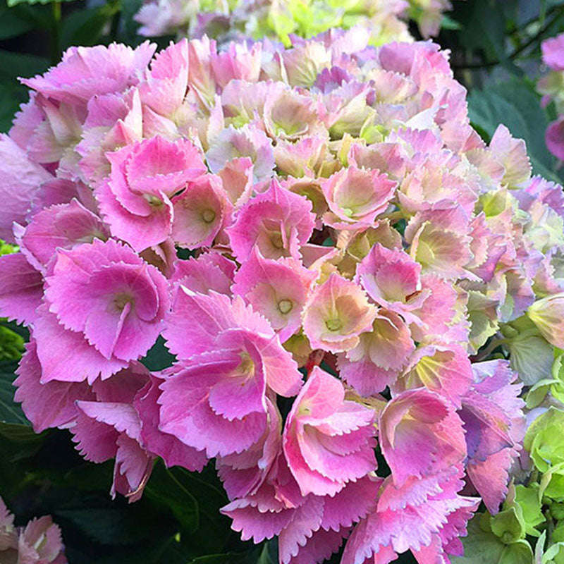 Hydrangea seeds